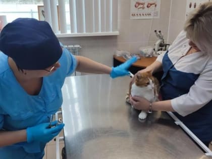 В Кашире проходит месячник по профилактике бешенства