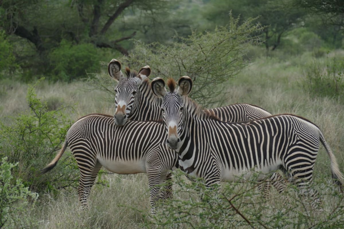 Gravy Zebra at Samburu National Reserve