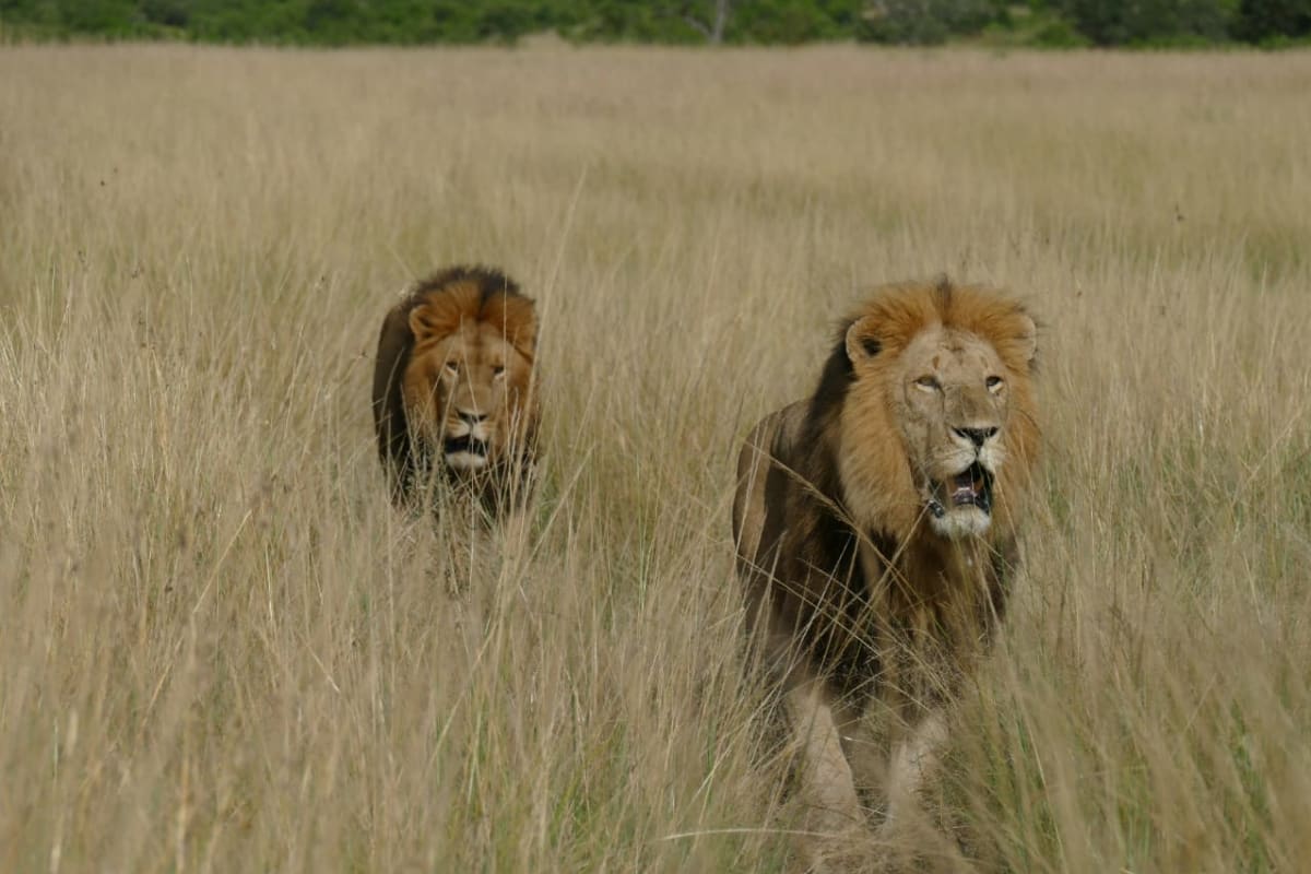 Male Lion in Masai Mara National Reserve