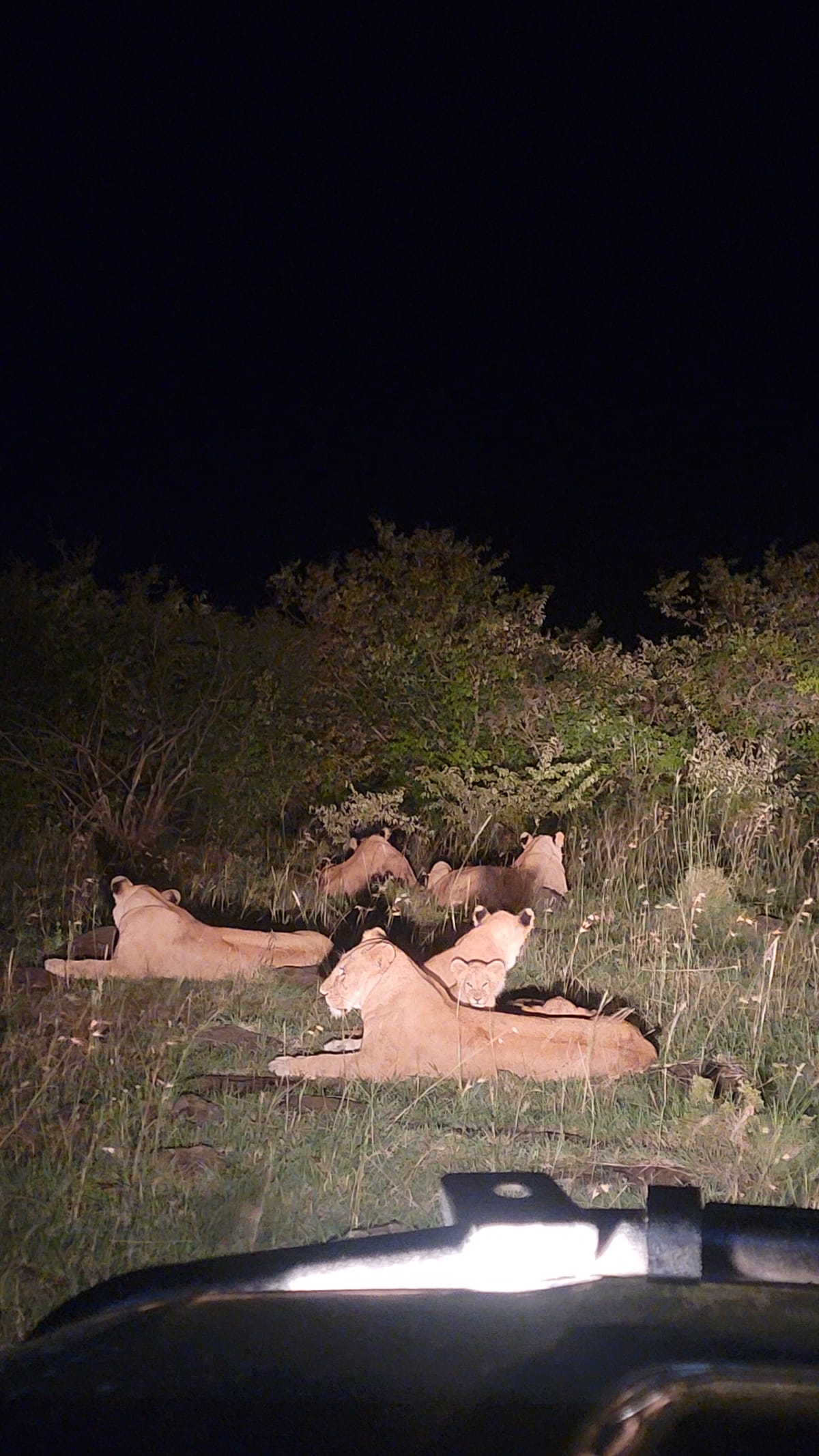 Lions, Night Game drive in Siana Conservancy