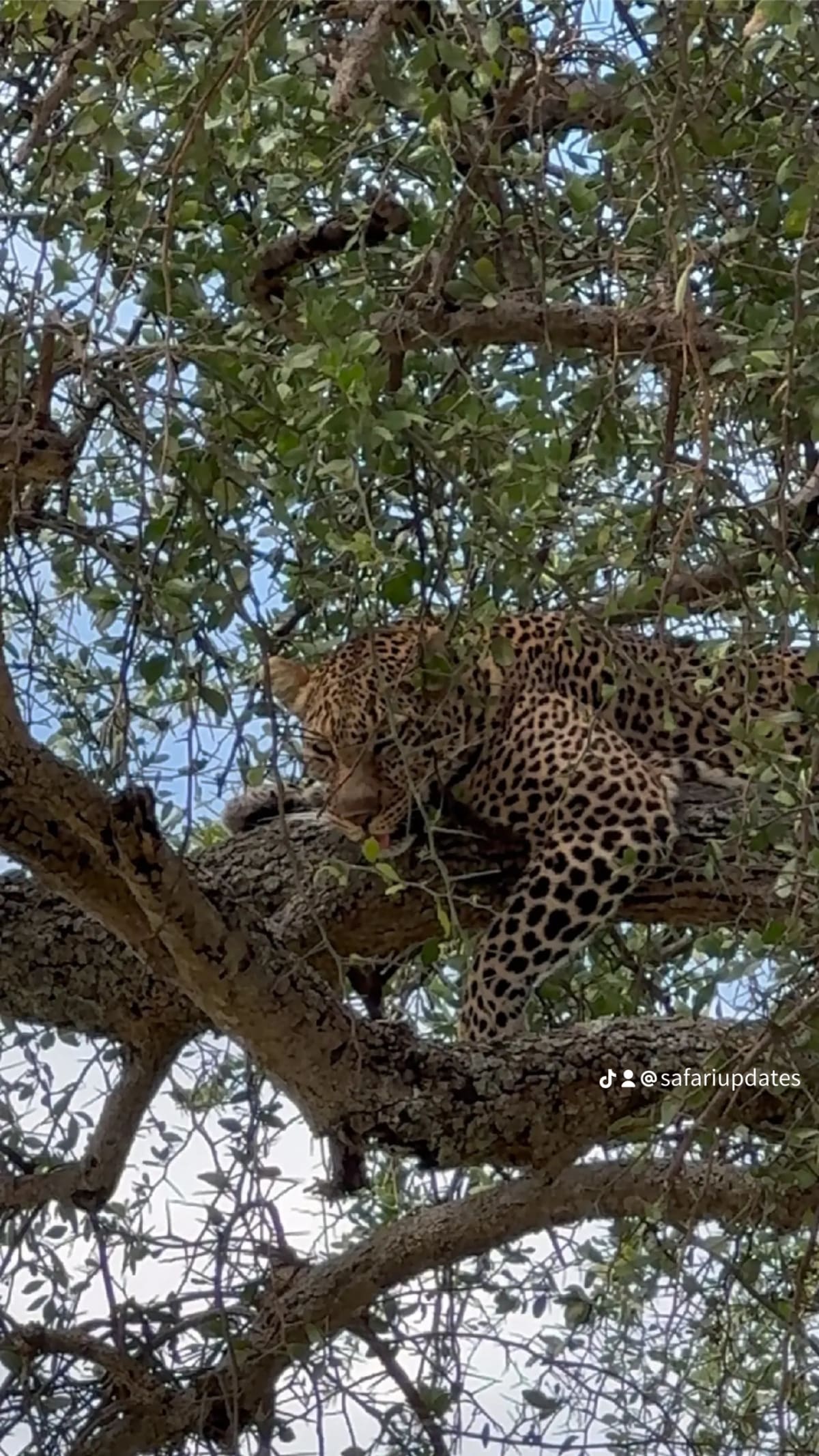 Leopard Resting on Tree Branches in Masai Mara National Reserve