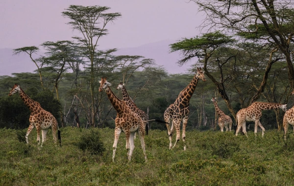 Giraffe at Lake Nakuru National Park