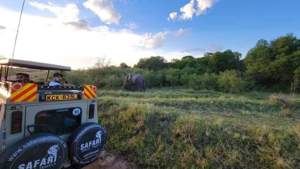 Guided Game drives in Masai Mara