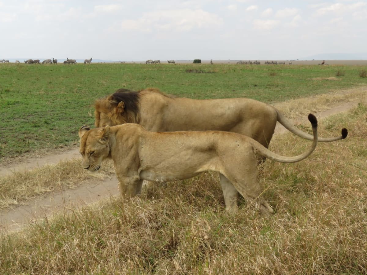Lions on Honeymoon