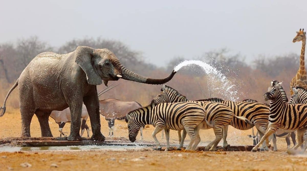 Tsavo National Park