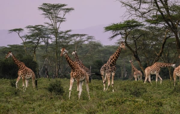 Giraffe social featured opt