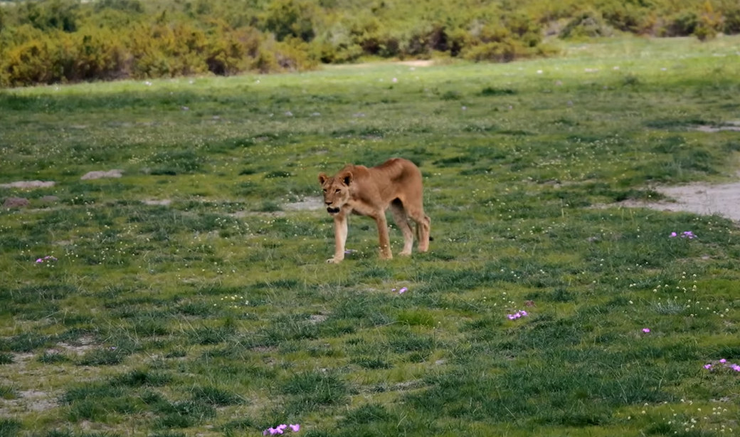 Mama lion strolling savannah plains
