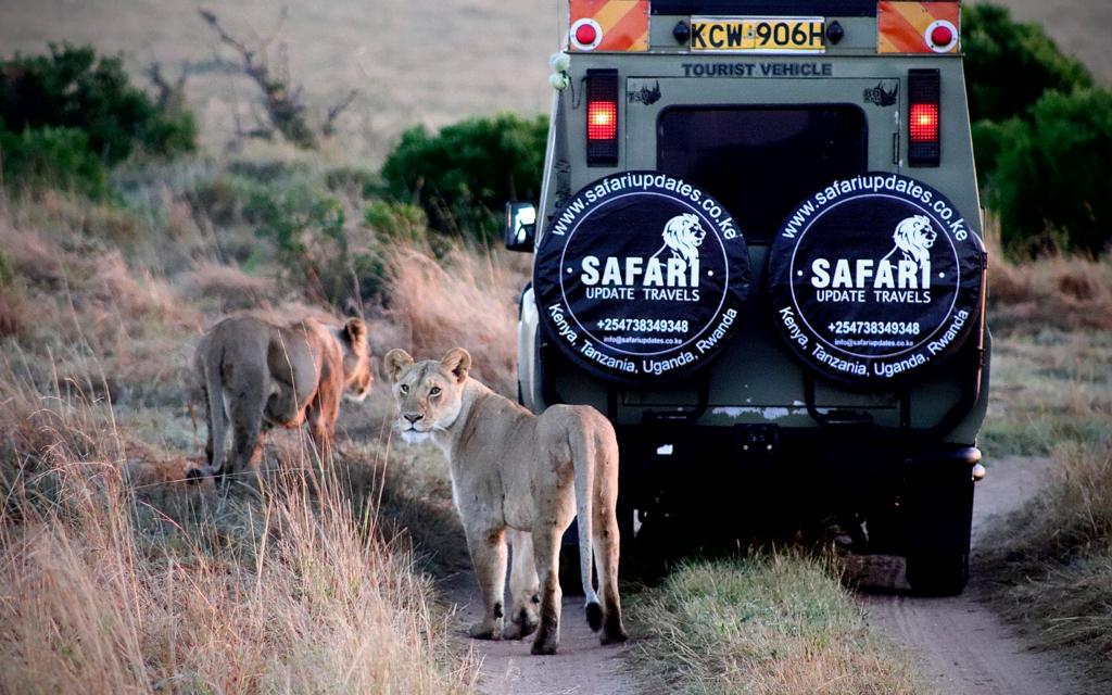 Safari Update Travels ltd Game drives-1
