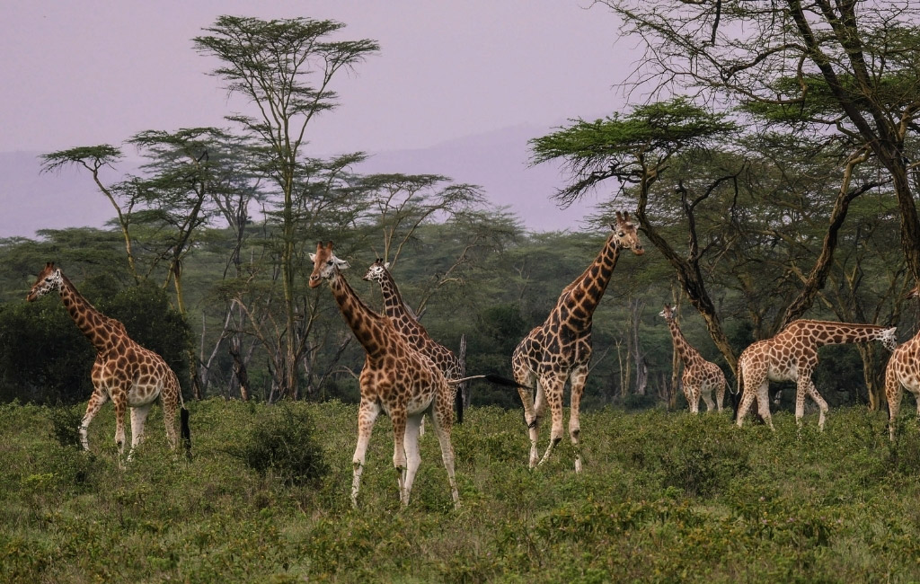 Giraffe social featured opt