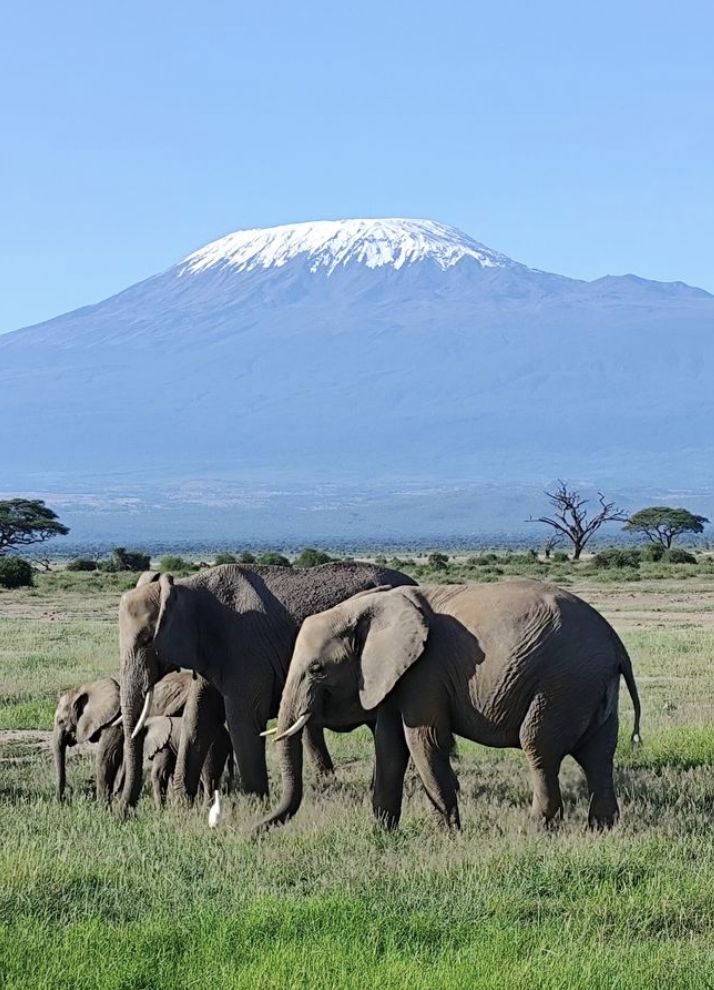 Elephants in Amboseli with Mount Kilimanjaro on a Kenya safari 