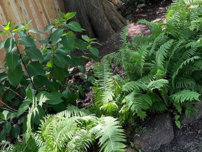 Privacy Fence project - IMG 3235 Tisevk by Shepherd Construction in Tulsa, Oklahoma