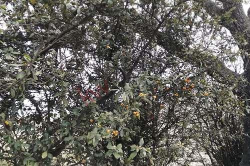 Imagen 16 de TERRENO EN VENTA EN CACALOMACAN, CON CISTERNA Y ARBOLES FRUTALES