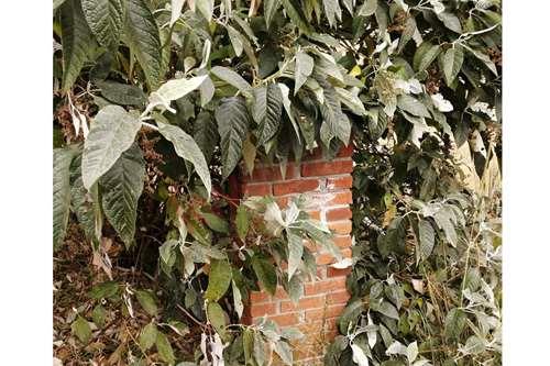 Imagen 13 de TERRENO EN VENTA EN CACALOMACAN, CON CISTERNA Y ARBOLES FRUTALES