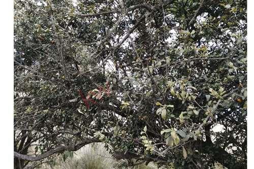 Imagen 14 de TERRENO EN VENTA EN CACALOMACAN, CON CISTERNA Y ARBOLES FRUTALES