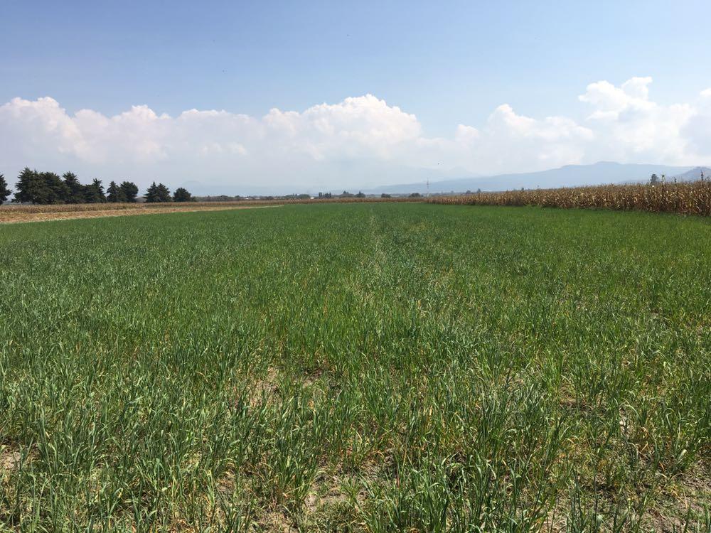  Terreno en venta Tenango del Valle.