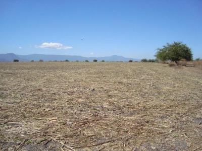 Imagen 4 de Terreno Urbano en Tequesquitengo, Jojutla, Morelos