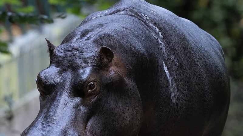 Close-up profile of a hippopotamus with dark grey textured skin in a zoo setting