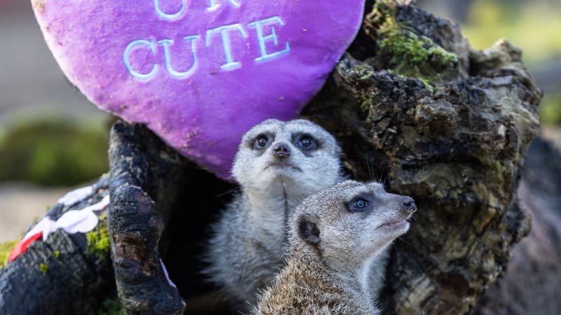 Two meerkats in a log enclosure beneath a pink heart cushion reading 'UR CUTE'