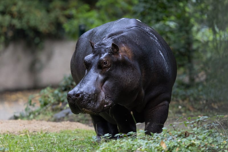Dublin Zoo performs world-first cataract surgery on beloved hippo Imani
