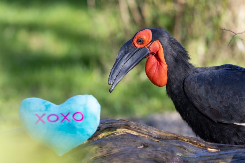 Southern Ground Hornbill with red facial pouch next to blue heart-shaped object with xoxo text