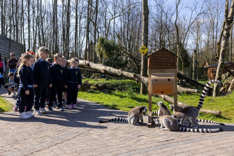 Students from Lismullen National School watching ring-tailed lemurs at Emerald Park