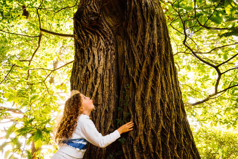 Person with curly hair hugging the massive trunk of an ancient tree, looking up through a green leafy canopy.