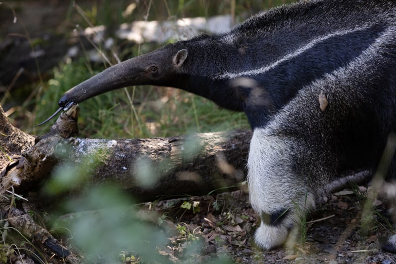 Dublin Zoos new armadillo and giant anteaters are here — and theres a brilliant competition for kids too