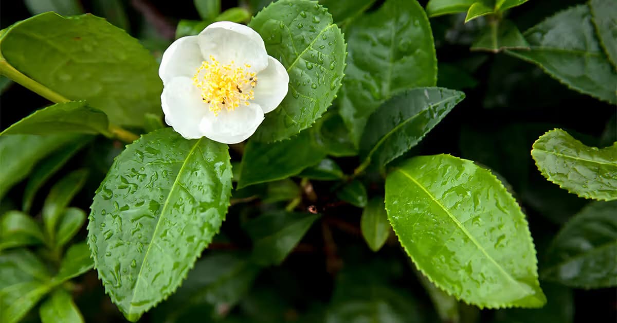 Discovering the Delicate World of Japanese Camellia Tea