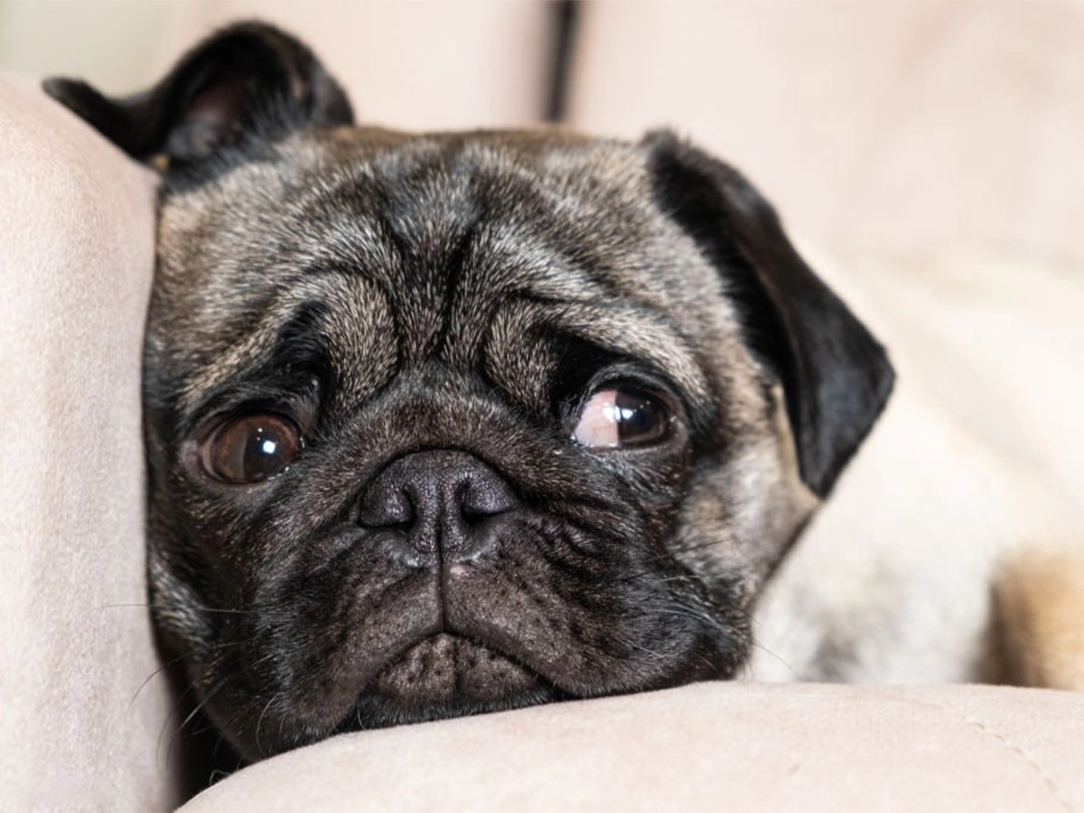 Why do Dogs Give Side Eyes? Is it Normal or a Threat?
