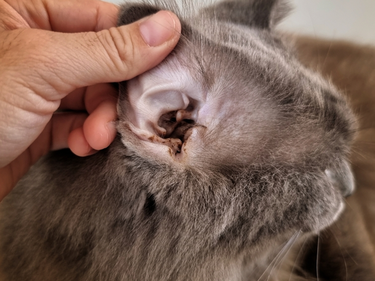 How to Help Your Cat Recover From Ear Mites Step-by-step Guide