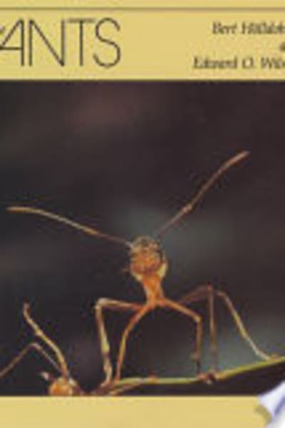 The Ants by Bert Hölldobler and Edward O. Wilson — book cover