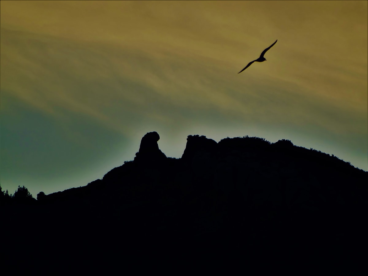 Silhouette falaise avec oiseau en vol — Mirror Mokili