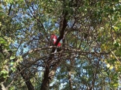 Необычный инцидент в Таганроге: девушка на дереве поет песни