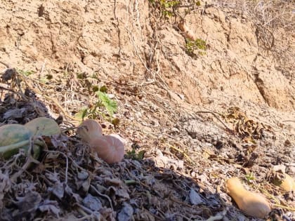 Таганрожец нашел урожай тыкв на побережье