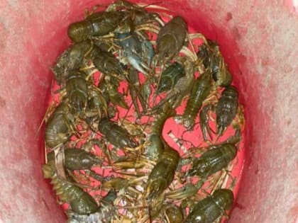 Добычей 30 раков дончанин причинил ущерб 8 тыс. рублей