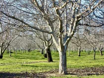 Аномальное тепло в январе: внимание к саду