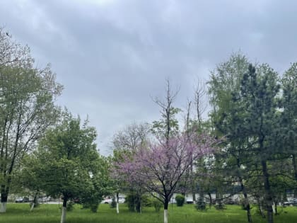 Новая рабочая неделя в Ростовской области будет дождливой и теплой