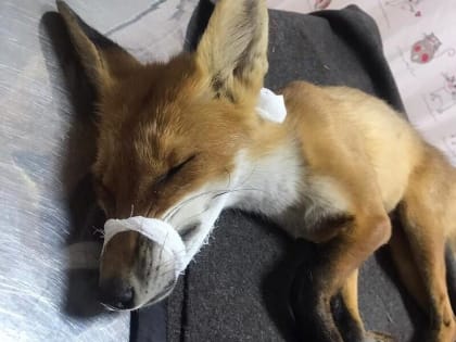 В Новочеркасске ветеринары спасли сбитого автомобилем лисенка