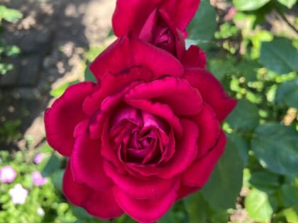 Августовский зной и сильный ветер обещают шахтинцам