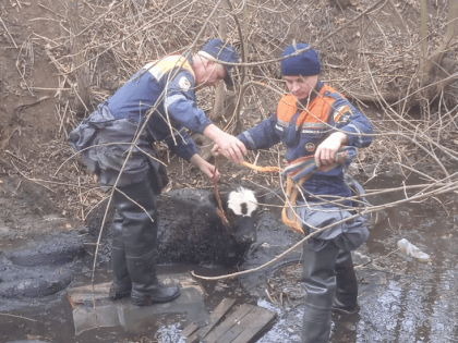 Жалобно мычал: в поселке Веселый спасатели извлекли из канала сорвавшегося теленка