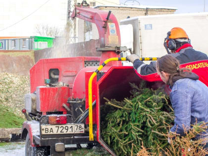 В Ростове организовали сбор ненужных новогодних елей в воскресенье 16 января