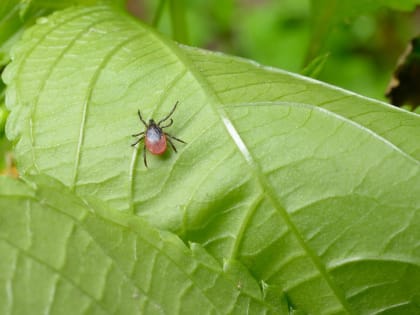 Весна. Тепло. Клещи проснулись
