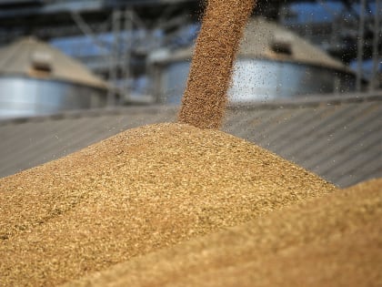 Себестоимость донского зерна может вырасти из-за роста популяции грызунов