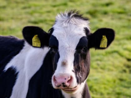 Опасная инфекция крупного рогатого скота: Контагиозная плевропневмония