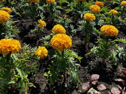 Логвиненко похвалился высадкой в Ростове 900 тыс цветов