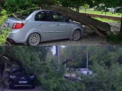 Несколько автомобилей в Таганроге получили повреждения из-за упавших деревьев