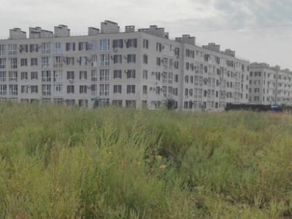 В Таганроге накажут владельцев участков с растущей амброзией