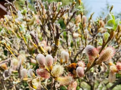 Шахтинцам обещают прохладное и дождливое Вербное воскресенье