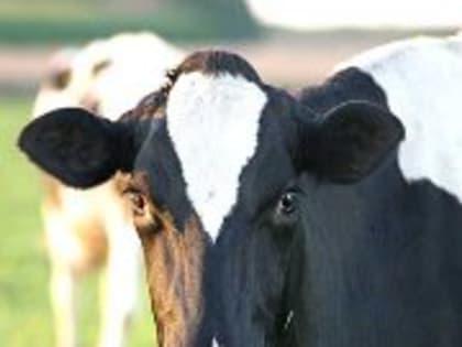 Управлением Россельхознадзор приняты меры по ликвидации эпизоотического очага особо опасного заболевания «бруцеллез» на территории Волгоградской области