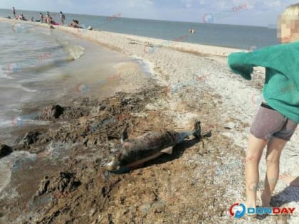 На берегу Таганрогского залива жители нашли мертвого дельфина